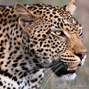 Sabi Sand Private Game Reserve