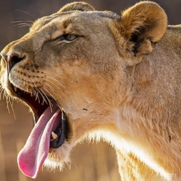 15 Days Cape Town, Kruger, Victoria Falls & Botswana Tour | Amity Adventure | Cape Town Tours